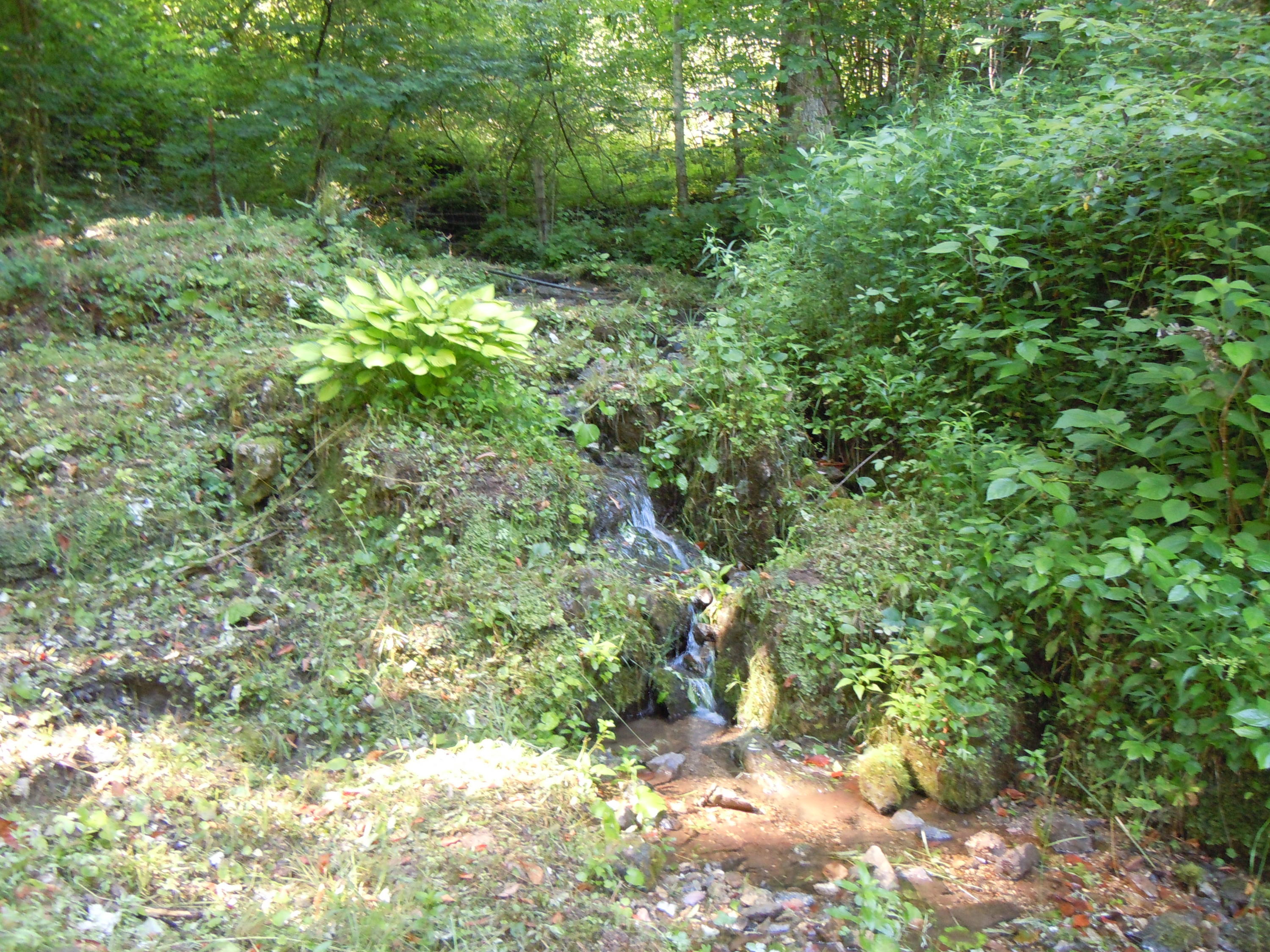 1366 Castle Run Road Castlewood, VA 24224 - Photo 32 of 34 spring feed in lower corner of property