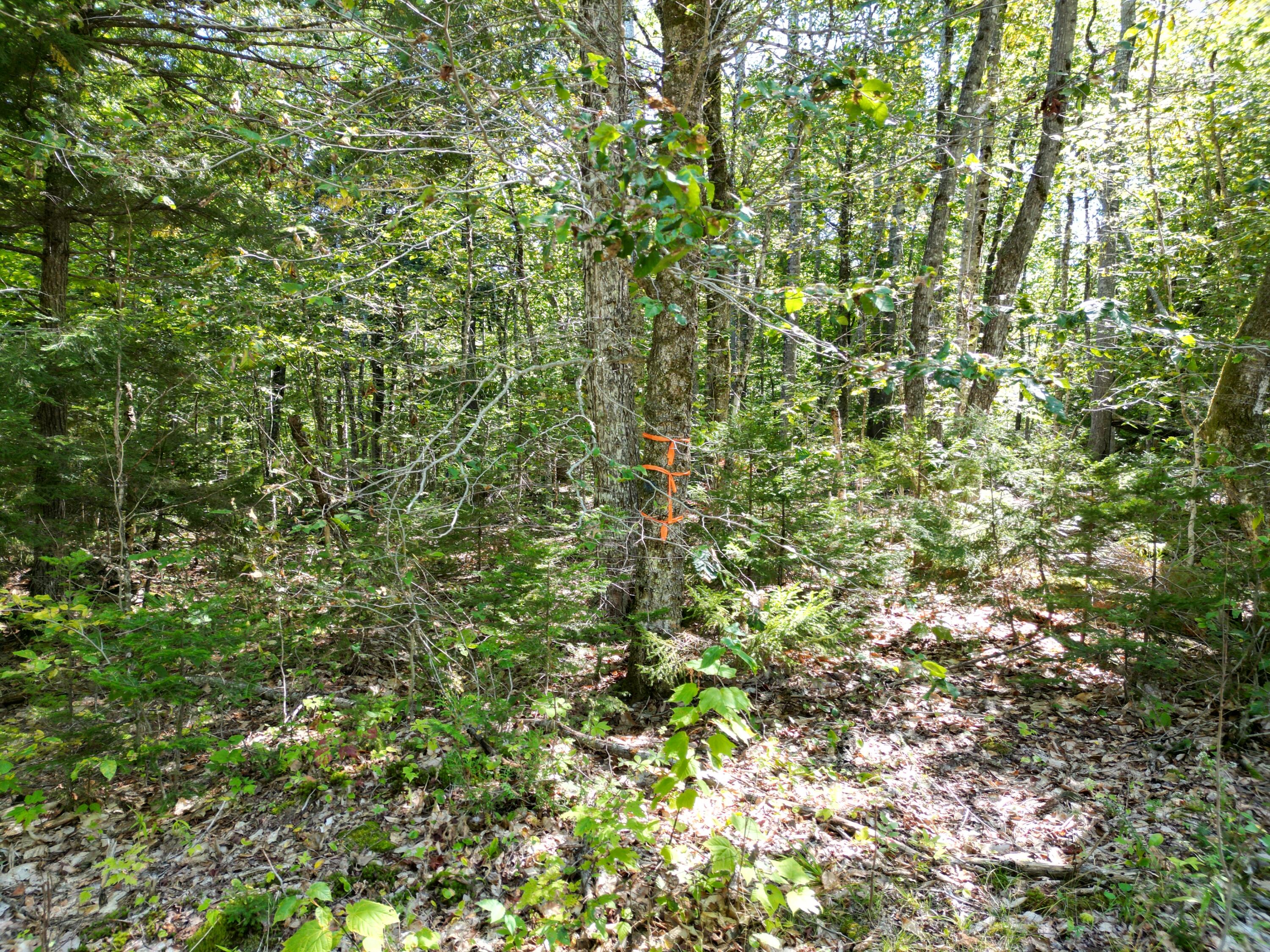 Lot 32 Bearce Road Lakeville, ME 04487 - Photo 8 of 14 DJI_0937