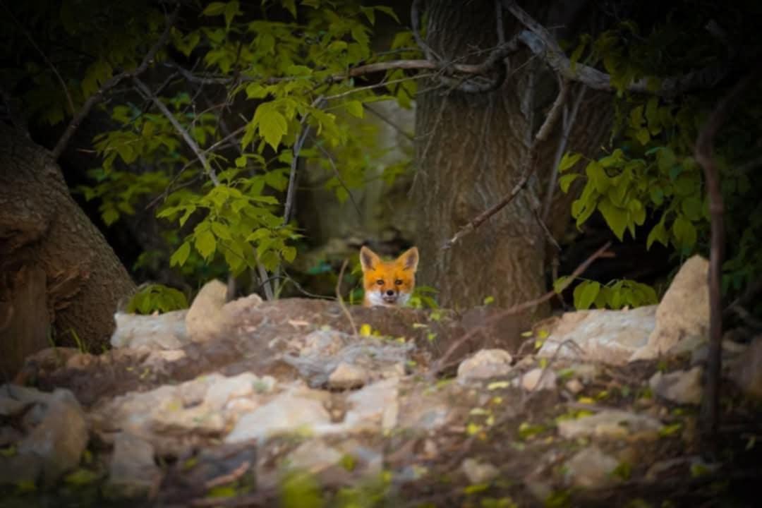 15151 304th Street Spring Valley, MN 55975 - Photo 62 of 80