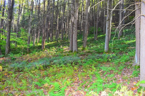 a view of a yard with plants and large trees