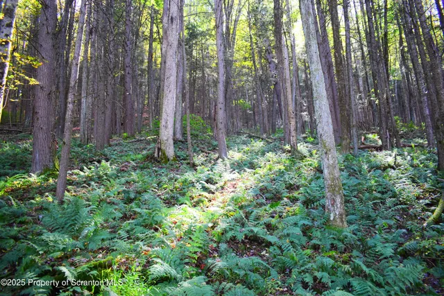 a view of outdoor space with lots of trees