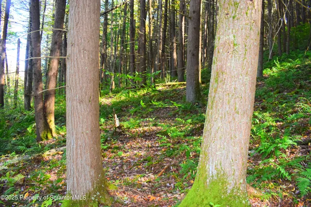 a view of a garden with plants