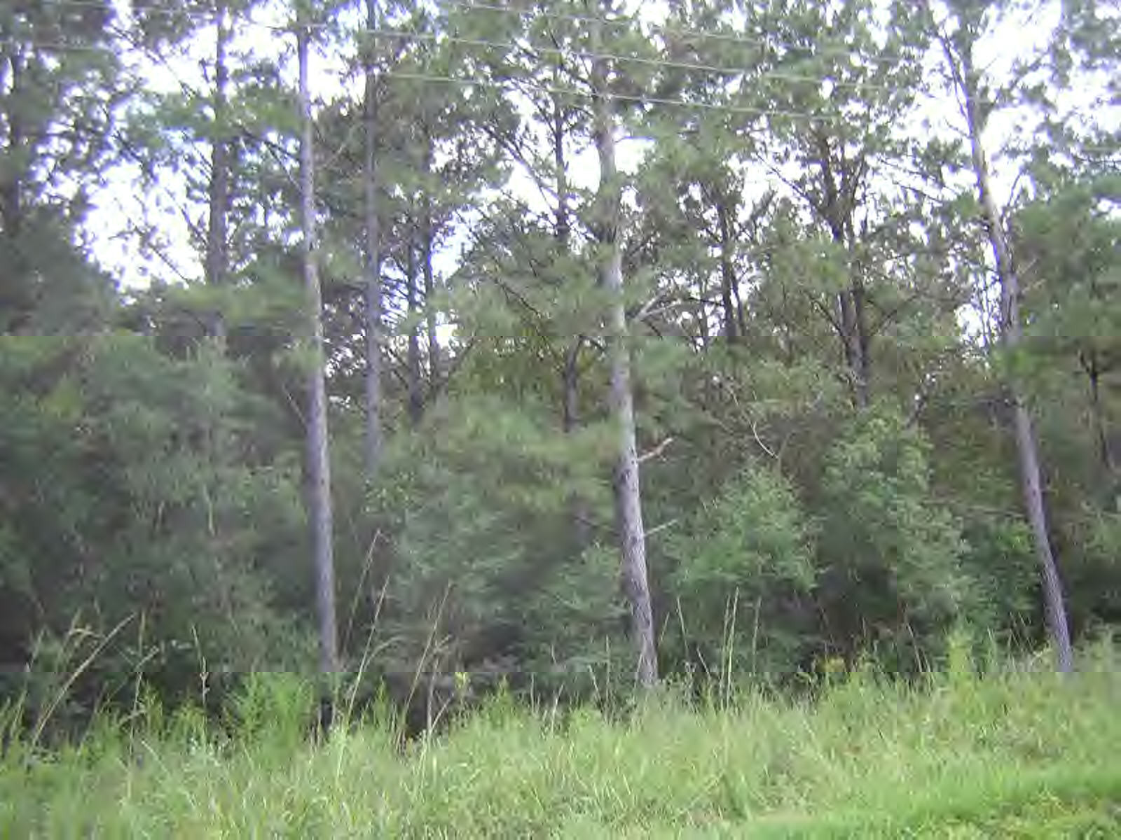 6090 Fernwood Road Magnolia, MS 39652 - Photo 1 of 1 Main View