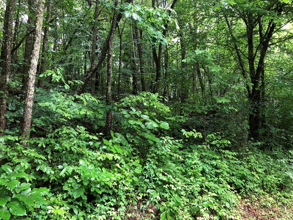 3737 Chestnut Grove Road Columbia, KY 42728 - Photo 20 of 24 Gallery Image 20