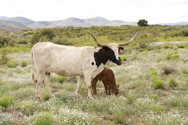 a view of a house with a mountain and a forest