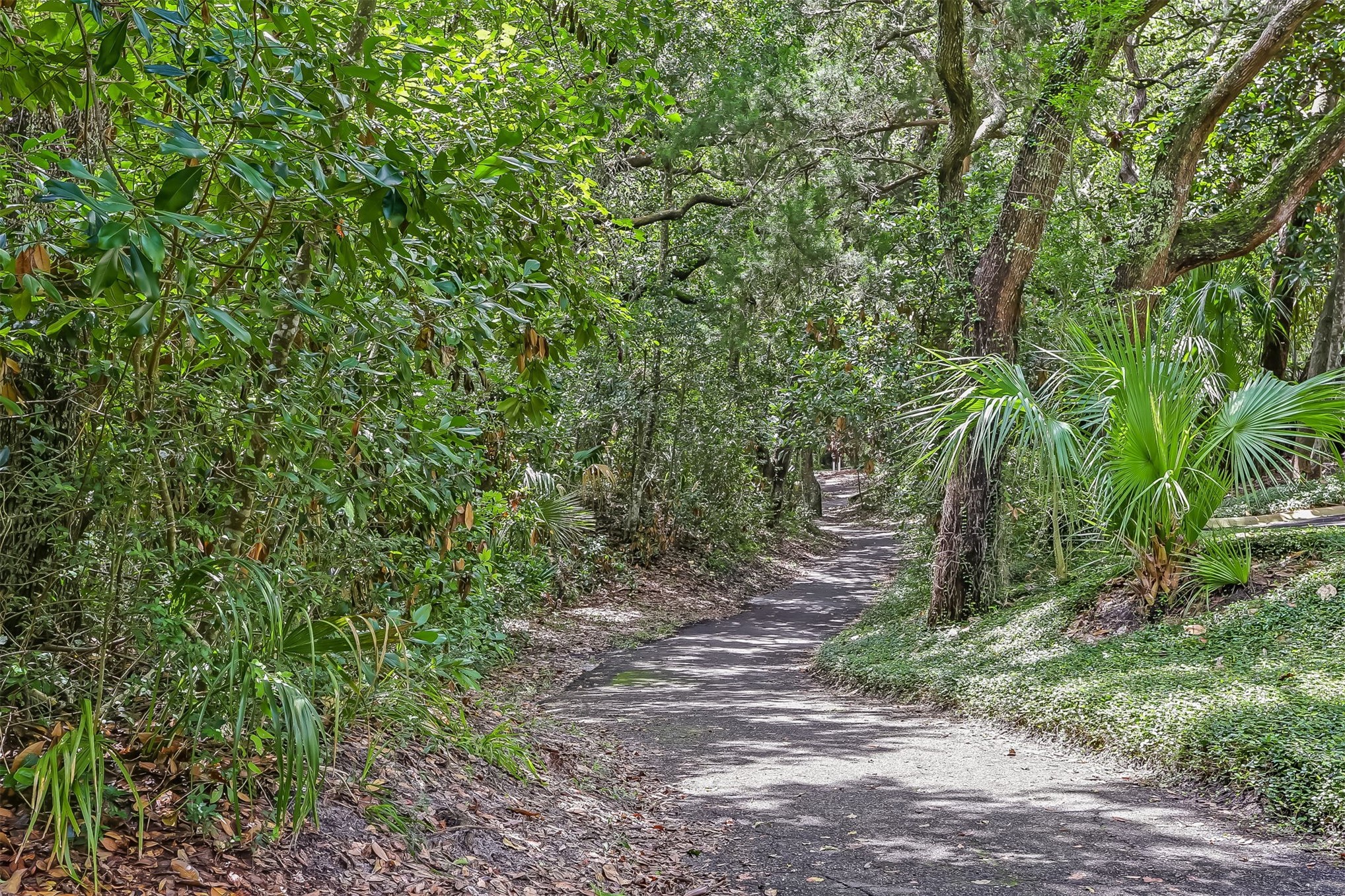 45 Beachwood Road Amelia Island, FL 32034 - Photo 31 of 41 a view of a yard with a tree