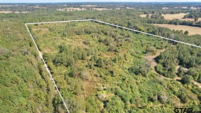 a view of a yard with a forest