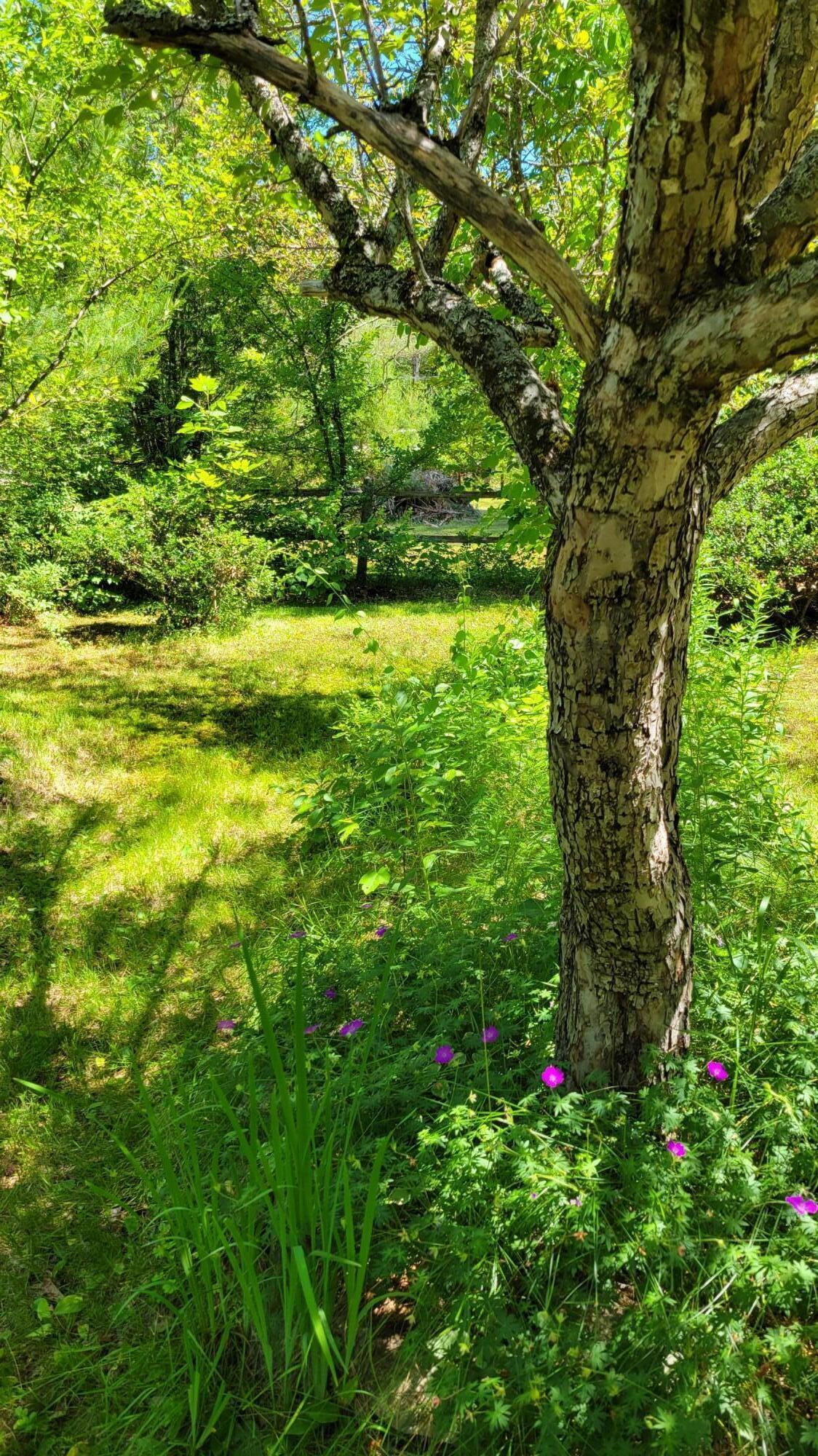 273 Bisbee Town Road Waterford, ME 04088 - Photo 32 of 33 20220703_113056