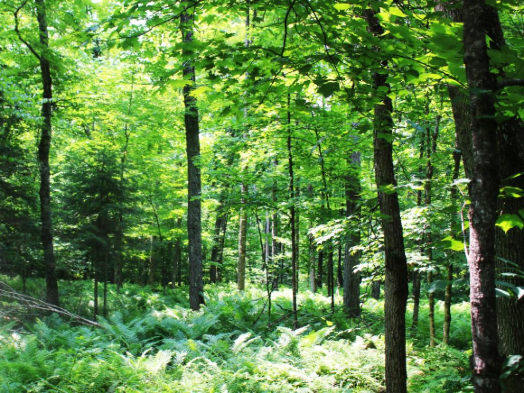 0 Bayne Comolli Road East Calais, VT 05650 - Photo 2 of 8 Gallery Image 2