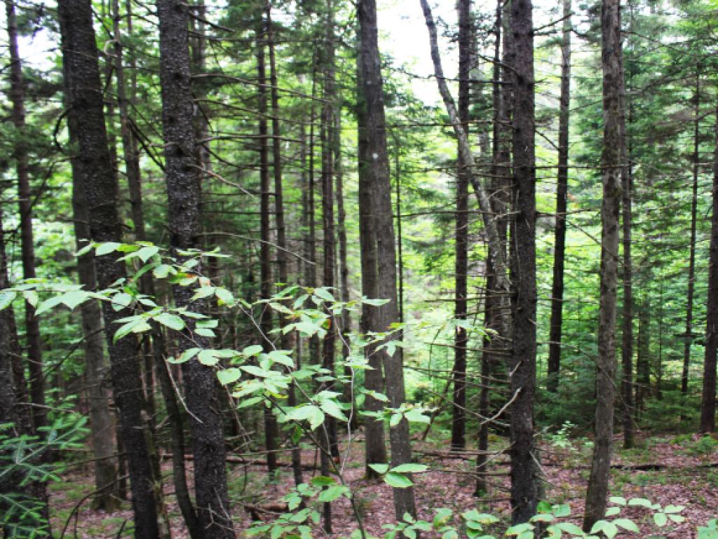 0 Bayne Comolli Road East Calais, VT 05650 - Photo 6 of 8 Gallery Image 6