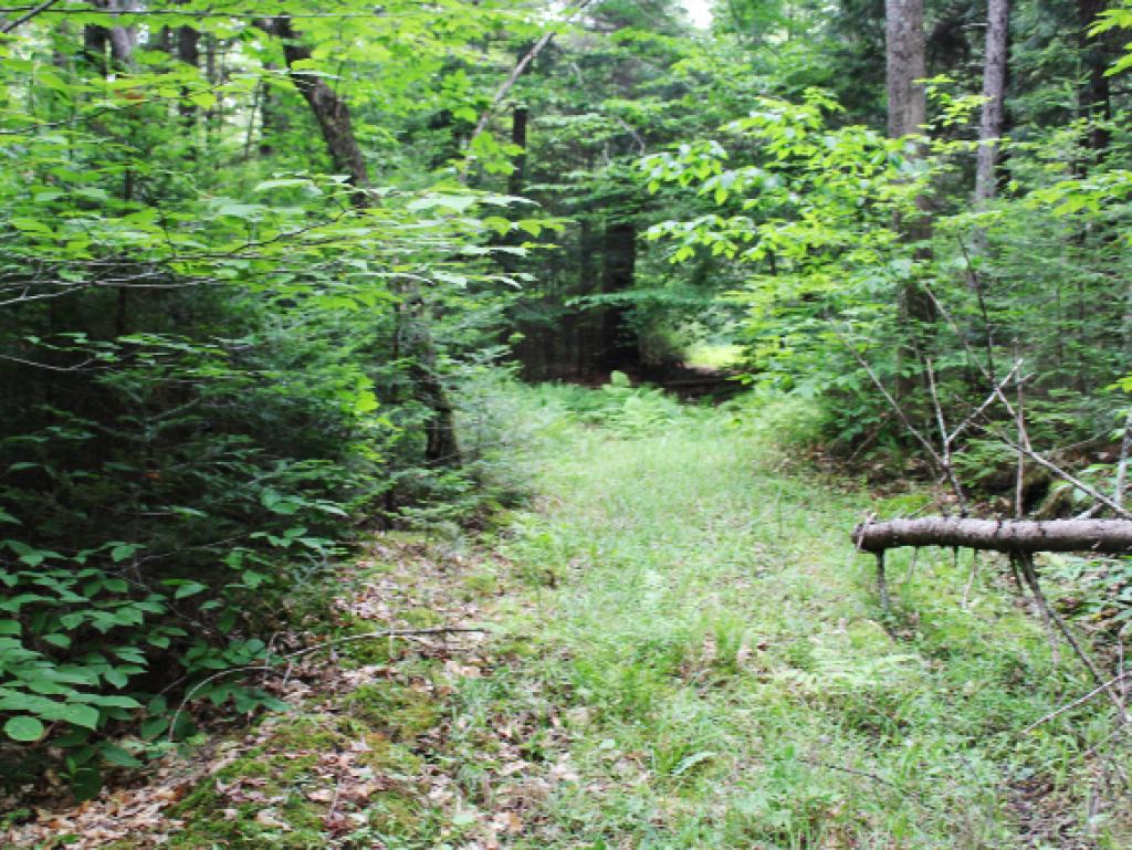 0 Bayne Comolli Road East Calais, VT 05650 - Photo 7 of 8 Gallery Image 7