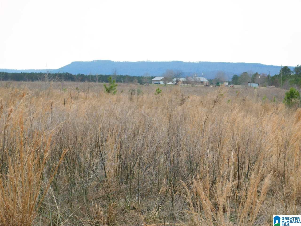 1295 Paul Duncan Road Steele, AL 35987 - Photo 3 of 13