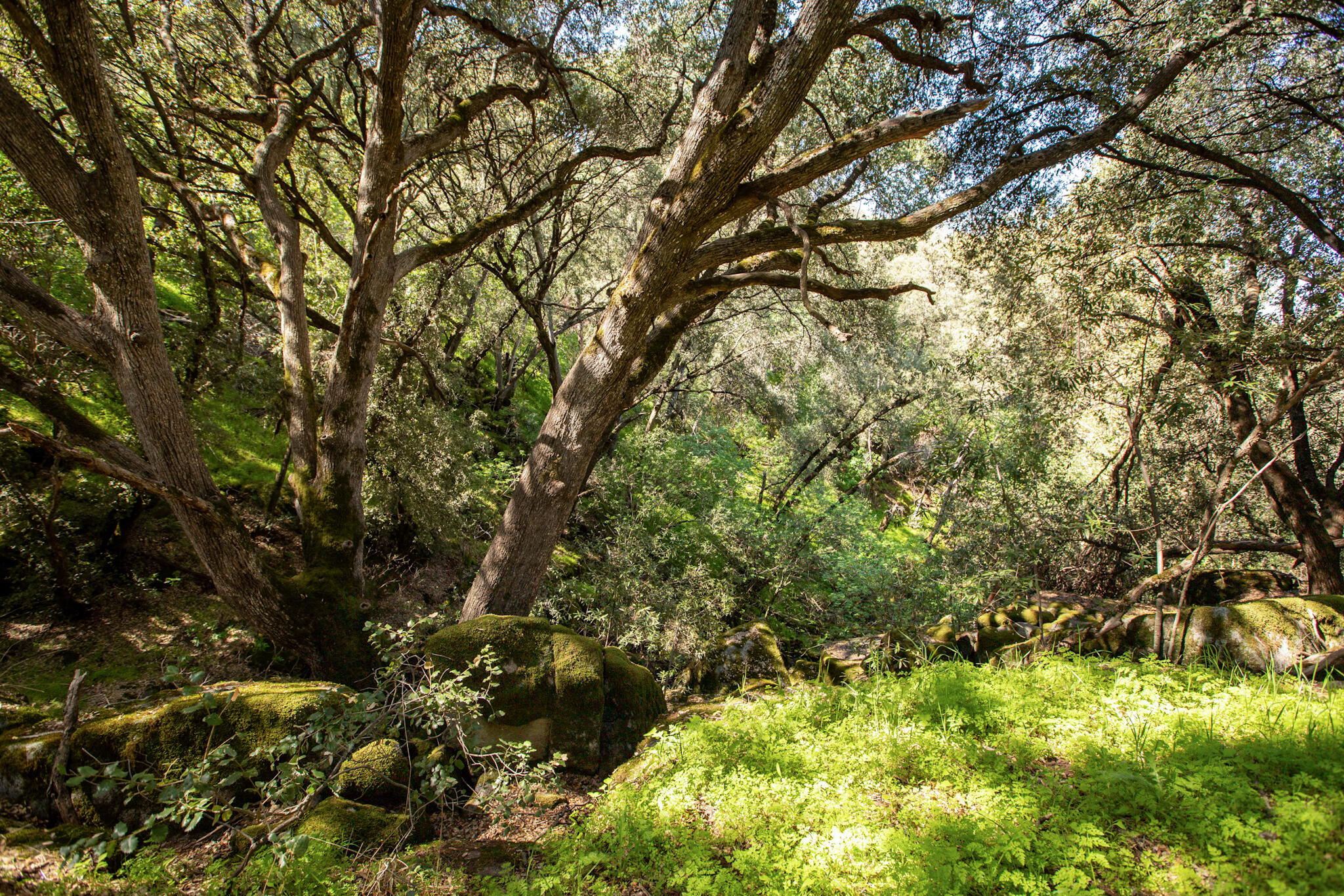 44981 Todd Eymann Road Miramonte, CA 93641 - Photo 25 of 74 IMG_4441-HDR