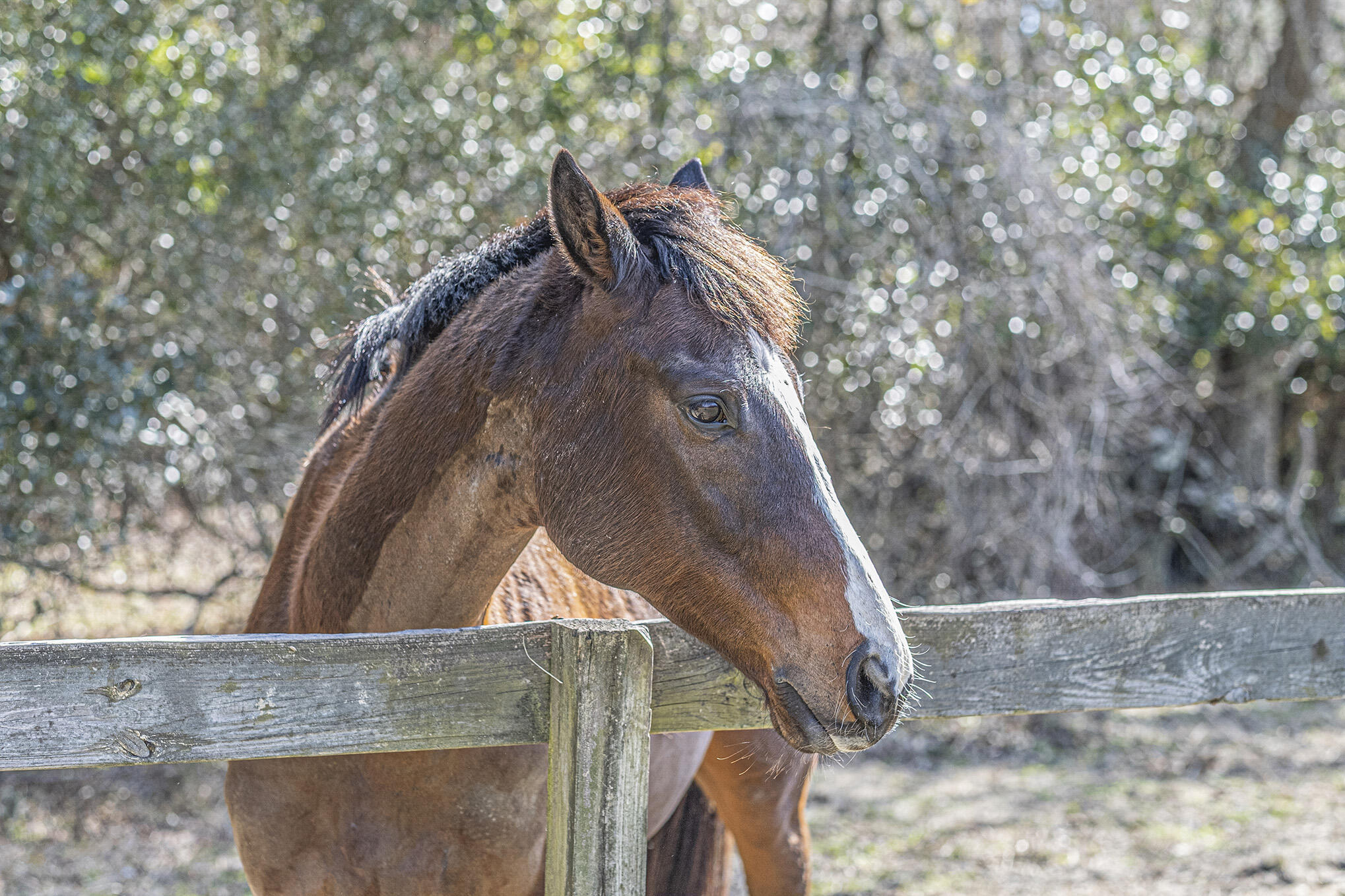 4267 Quigley Road Meggett, SC 29449 - Photo 29 of 37 Horse 2