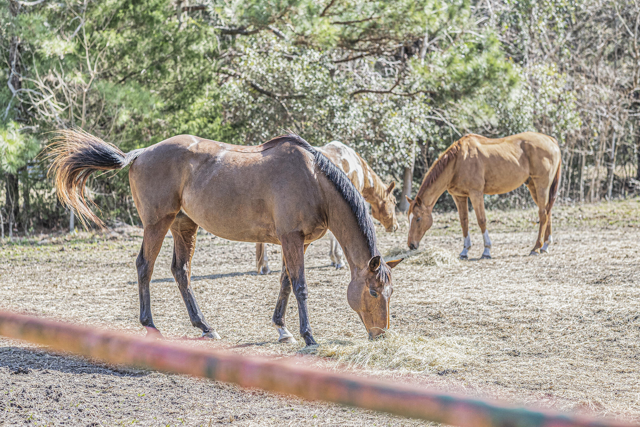 4267 Quigley Road Meggett, SC 29449 - Photo 30 of 37 Horse 3