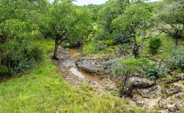 a view of a forest with plants and large trees