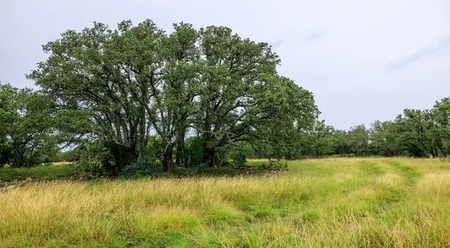 a view of yard with green space