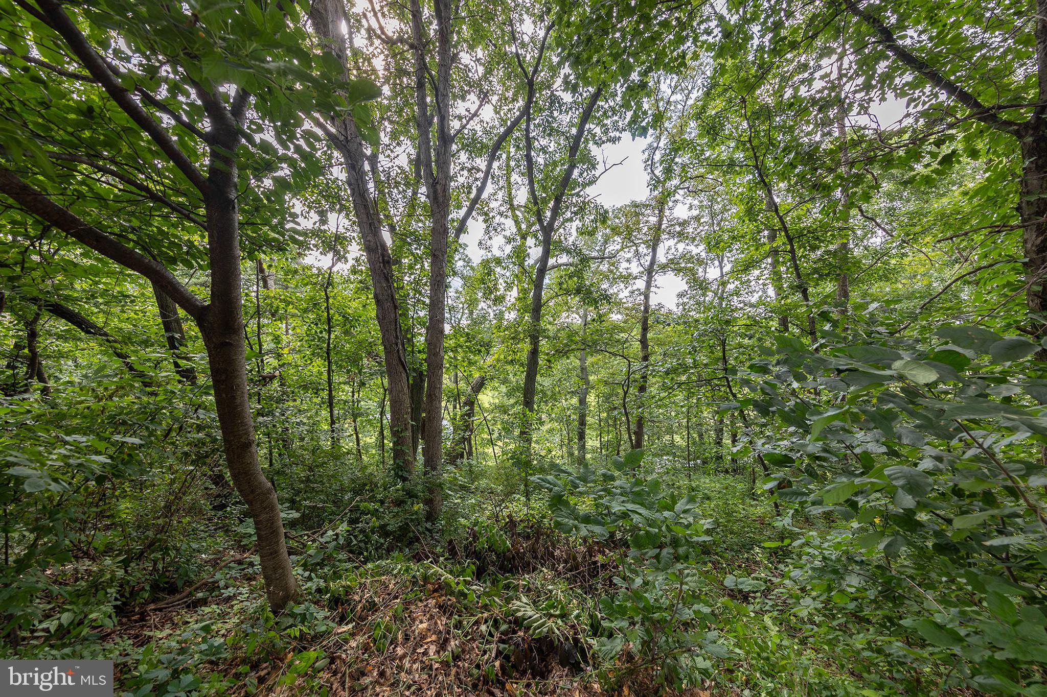 0 Oak Ridge Lane Winchester, VA 22602 - Photo 8 of 10 Sparsely wooded, sloped back lot