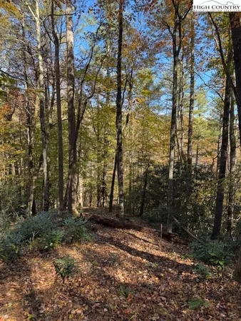 a view of outdoor space with lots of trees