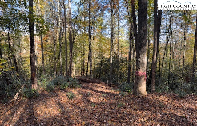 78 Holleridge Road Ferguson, NC 28624 - Photo 8 of 14 a view of forest