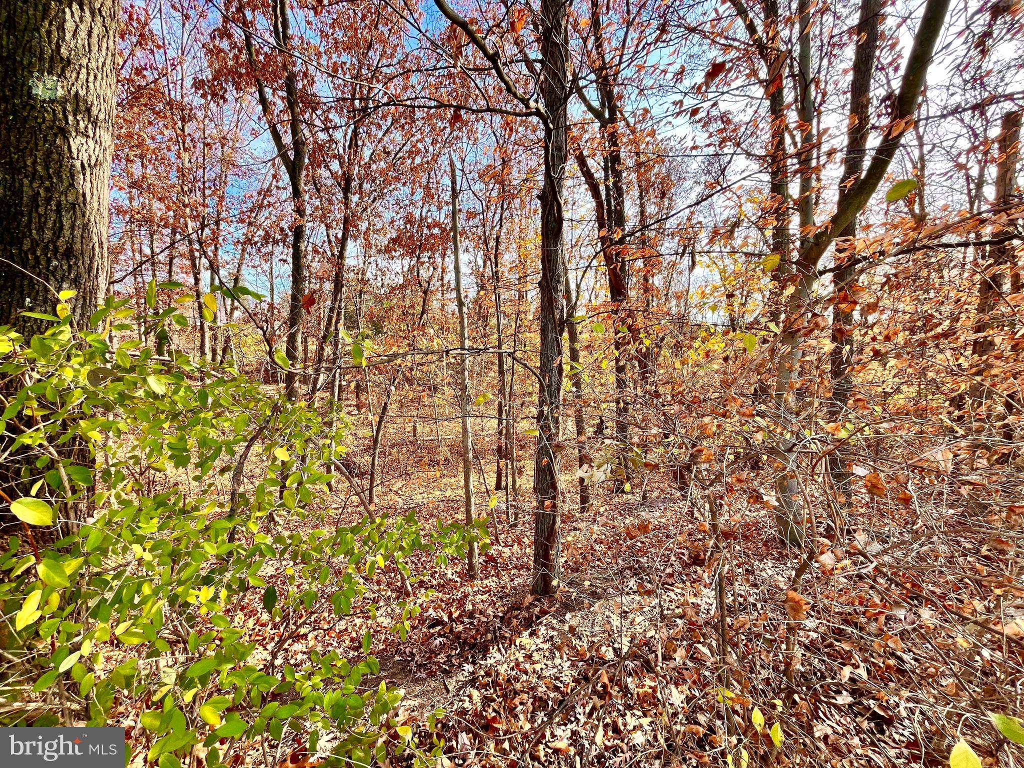 0 Brooke Road Pottstown, PA 19464 - Photo 2 of 4 a backyard of a house with lots of trees