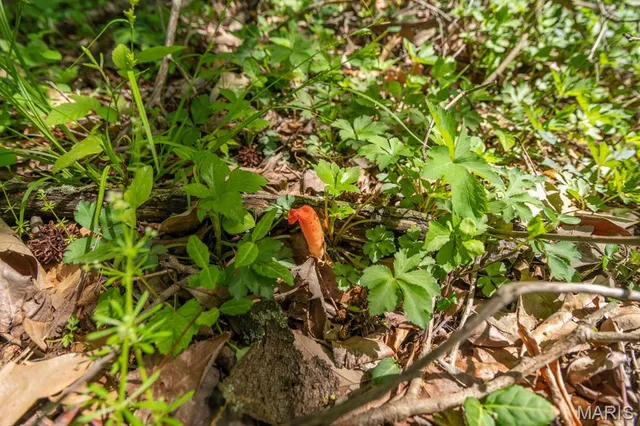 $124,000 | 0 E Highway, Bloomfield, MO 63825