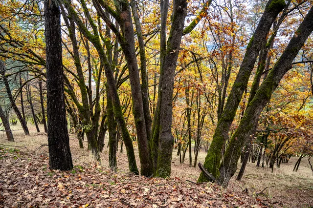 a view of a backyard with table and chairs and wooden fence