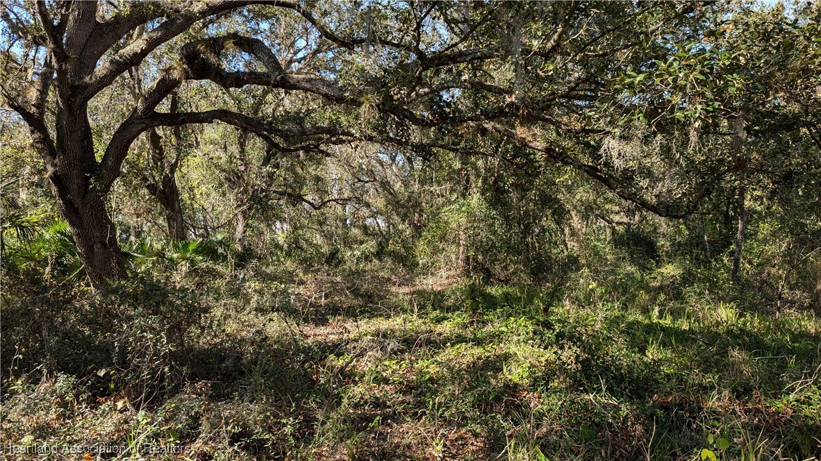 3605 Rabbit Run Road Wauchula, FL 33873 - Photo 4 of 50 a view of a tree