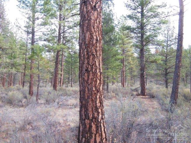 17785 Wilt Road Sisters, OR 97759 - Photo 7 of 25 a view of a forest with trees