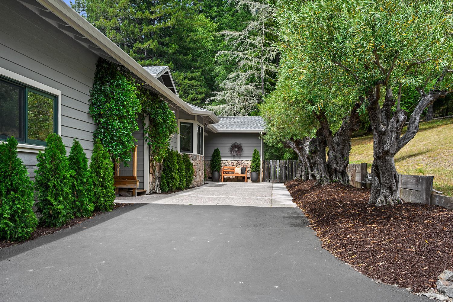 2585 Marra Road Occidental, CA 95465 - Photo 10 of 58 Glorious mature olive trees line the walkway to the front entry.