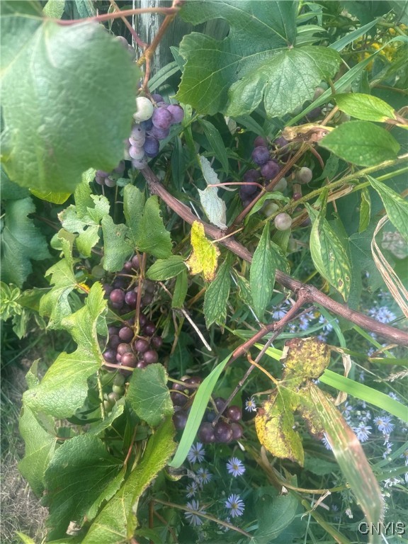 181 Peraglie Road Jefferson, NY 12093 - Photo 15 of 36