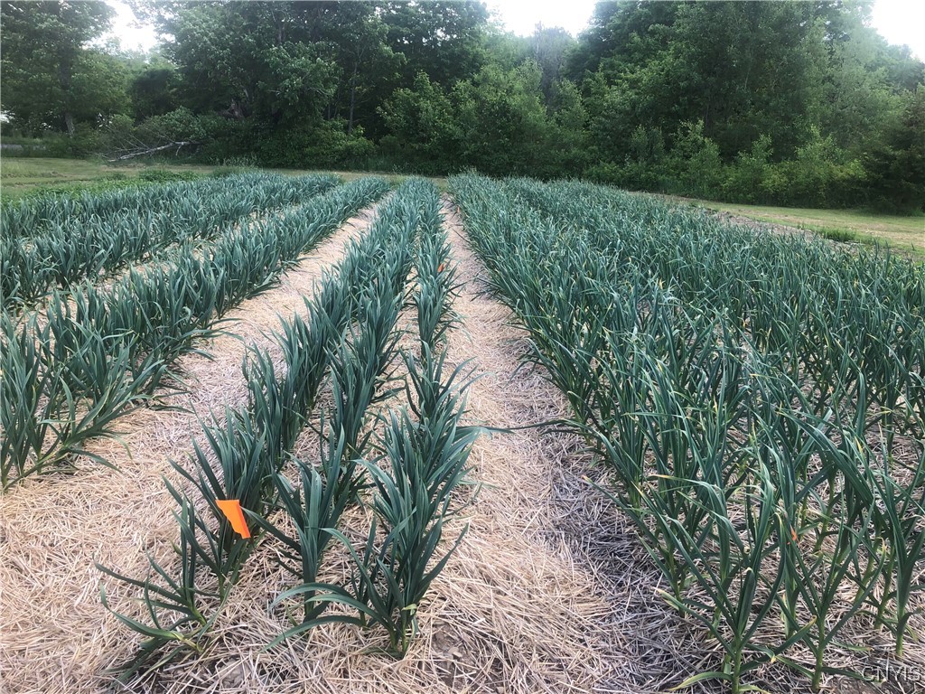 181 Peraglie Road Jefferson, NY 12093 - Photo 24 of 36 The proeprty also includes well maintained gardens