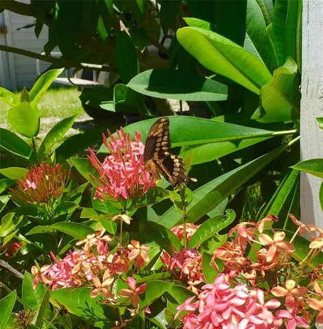 a view of a garden with plants