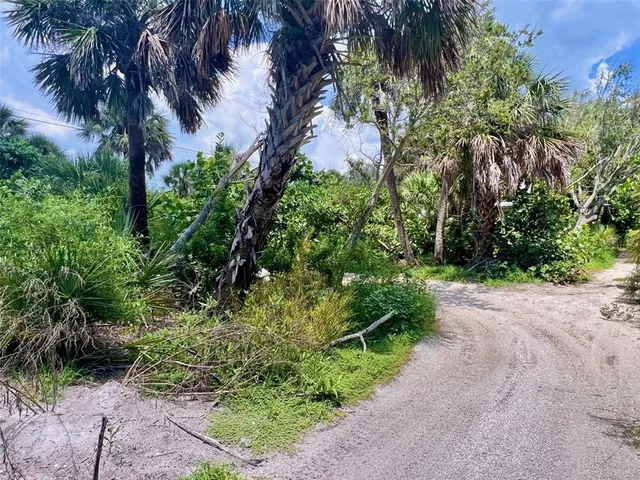 a close up of a plant in a garden