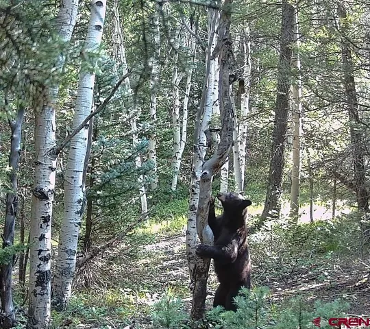 a view of a bench in the forest