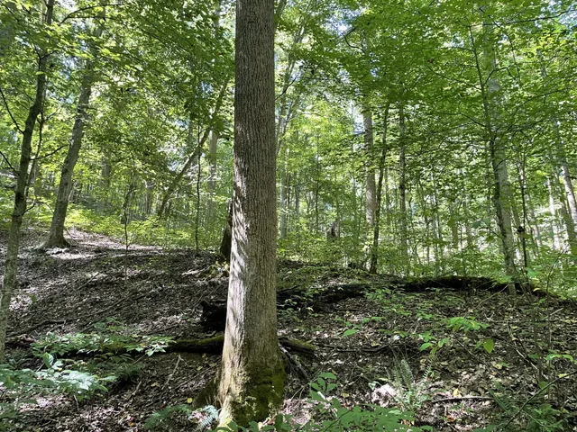a view of a forest with trees