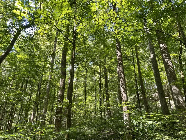 a view of a lush green forest