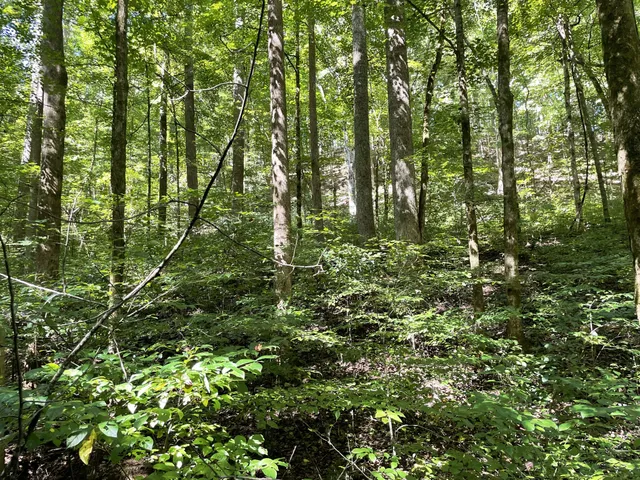 a view of a lush green forest