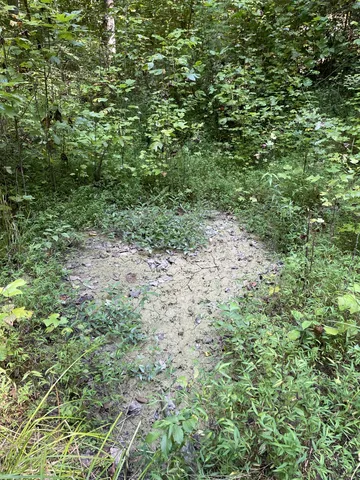 a view of a yard with a plant