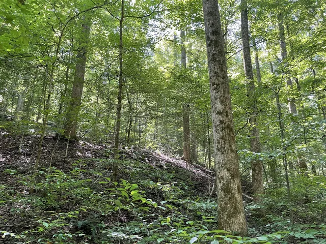 a view of outdoor space and green space