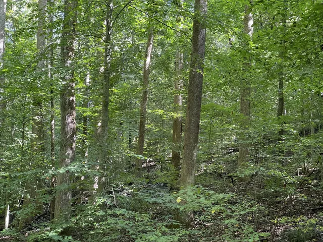 a view of a lush green forest