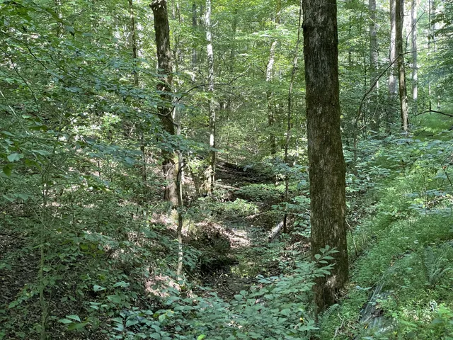 a view of a forest with trees