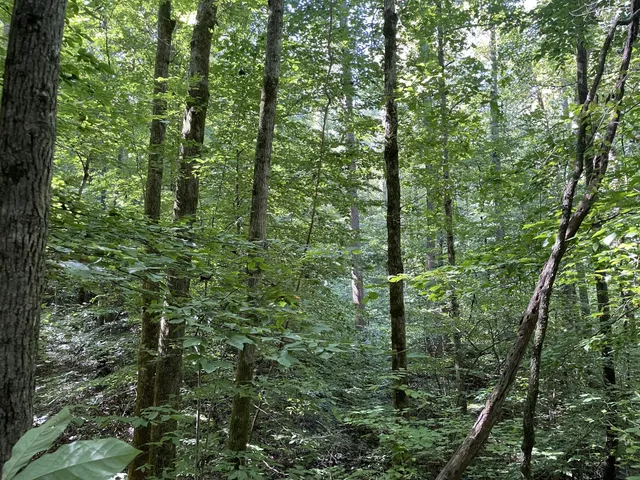 a view of a lush green forest