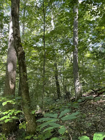 a view of outdoor space with green field and trees
