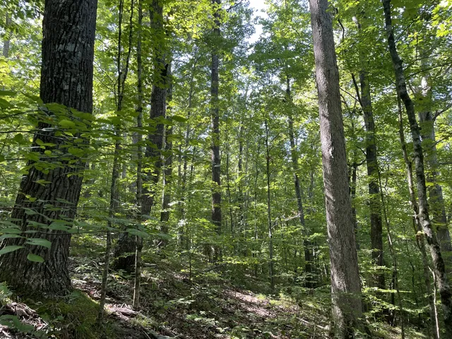 a close up of a tree