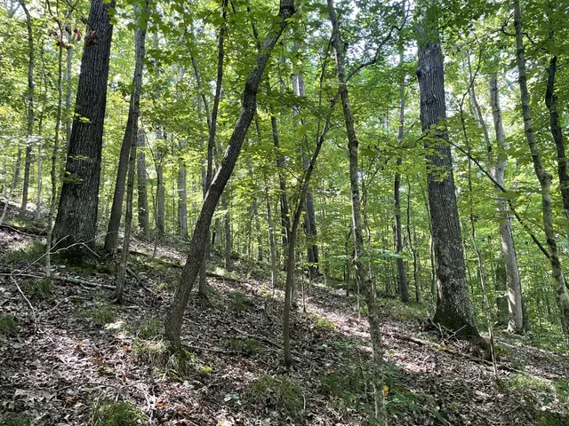 a view of outdoor space and green space