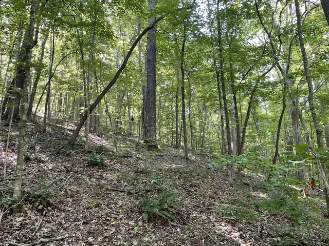 a view of outdoor space and garden