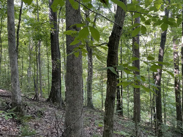 a view of a forest that has large trees