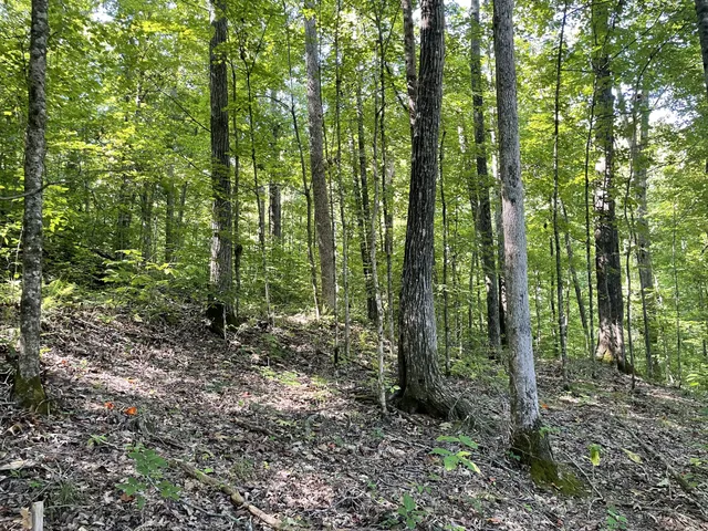 a view of outdoor space with trees