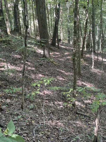 a view of a forest with lots of trees